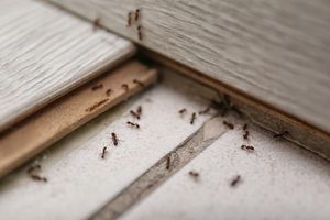 pests